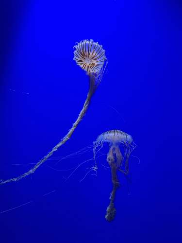 sea life white and brown jellyfish in blue water blue